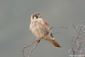 American Kestrel