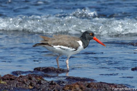American Oystercatcher