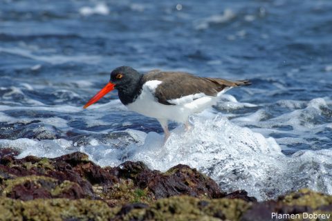American Oystercatcher