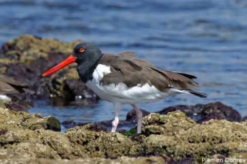 American Oystercatcher