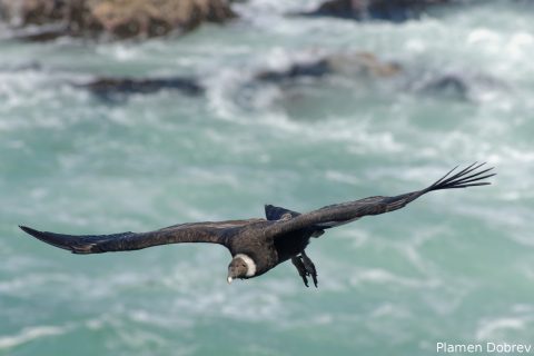 Andean Condor