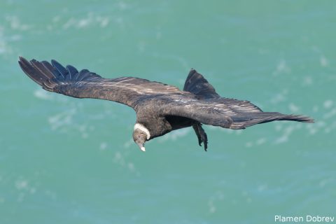 Andean Condor