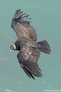 Andean Condor