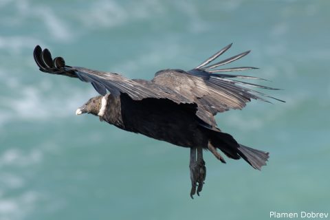 Andean Condor