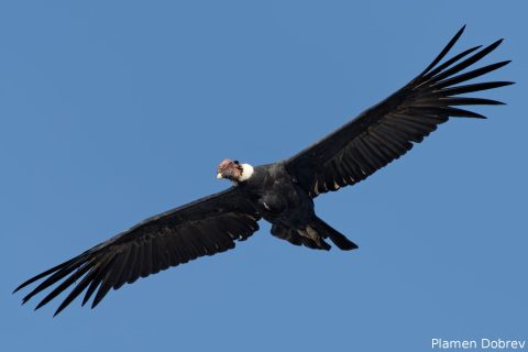 Andean Condor