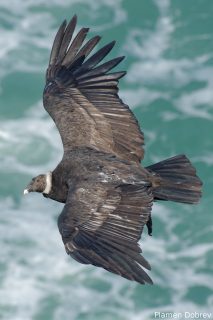 Andean Condor
