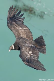 Andean Condor
