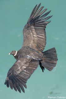Andean Condor
