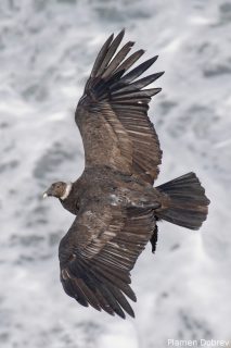 Andean Condor
