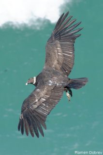 Andean Condor