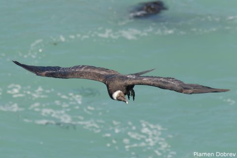 Andean Condor