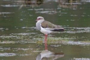 Andean Lapwing