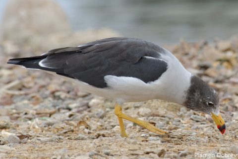 Belchers Gull