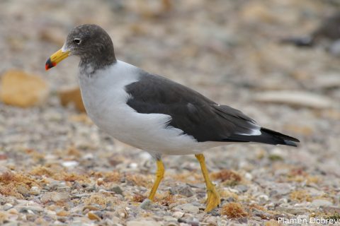 Belchers Gull