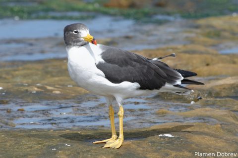 Belchers Gull