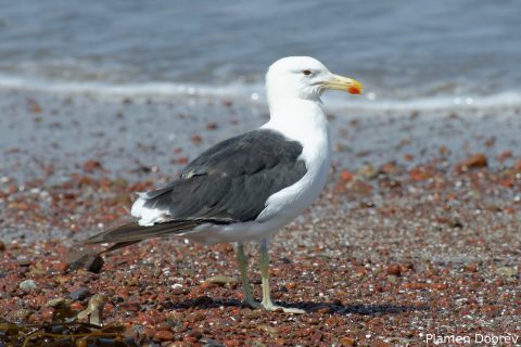 Belchers Gull