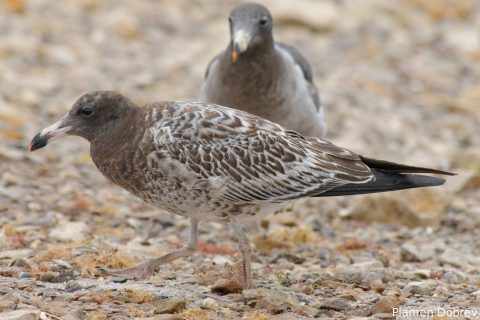 Belchers Gull