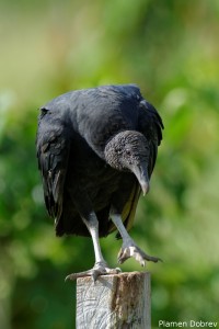 black vulture