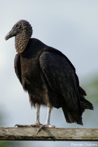 Black Vulture