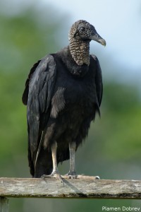 Black Vulture