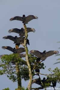 Black Vulture
