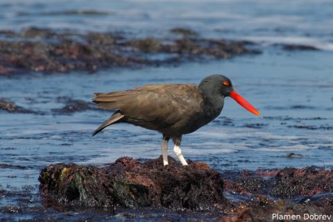 Blackish Oystercatcher