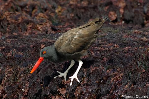 Blackish Oystercatcher