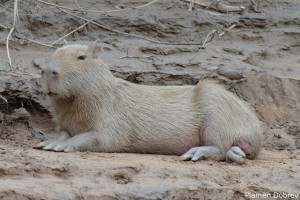 Capybara