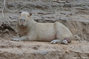 Capybara
