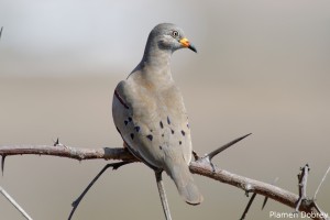 Croaking Ground Dove