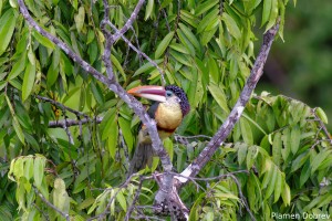 Curl Crysted Aracari