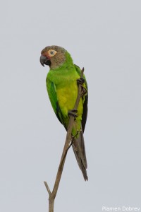 Dusky Headed Parakeet