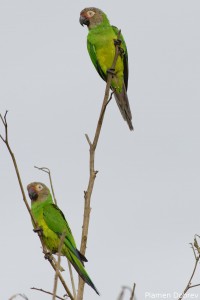 Dusky Headed Parakeet