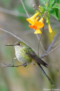 Grean Tailed Trainbearer