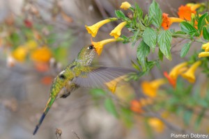 Grean Tailed Trainbearer