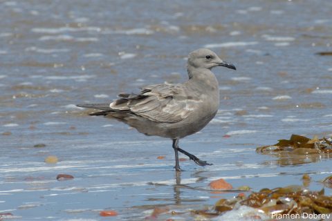Grey Gull