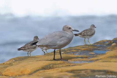 Grey Gull