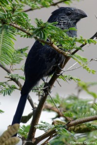 Groove Billed Ani