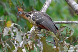 Hoatzin