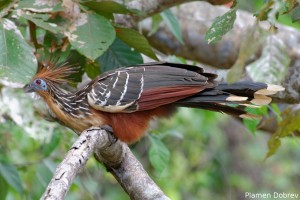 Hoatzin
