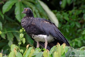 Horned Screamer