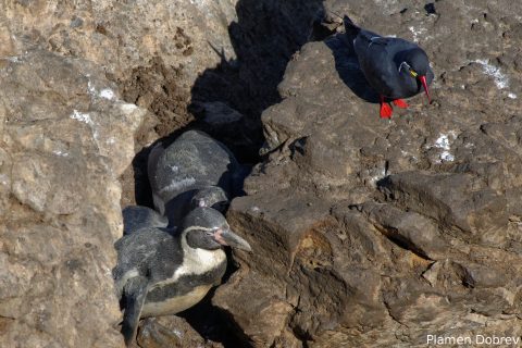 Humboldt Penguin