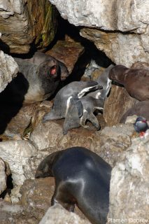 Humboldt Penguin