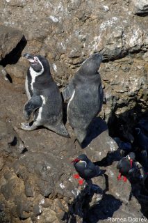 Humboldt Penguin