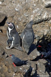 Humboldt Penguin