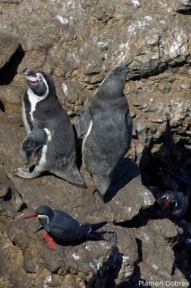 Humboldt Penguin