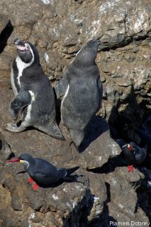 Humboldt Penguin