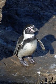Humboldt Penguin