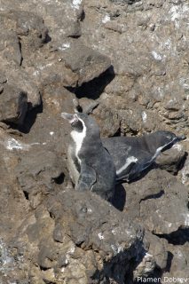 Humboldt Penguin