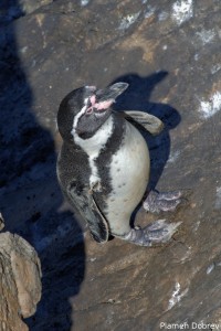Humboldt Penguin